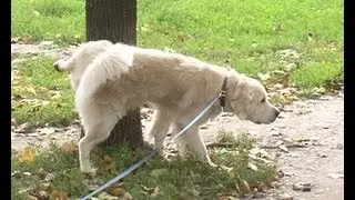 Собачьи штрафы