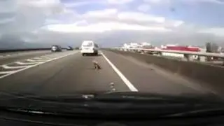 Собачку чуть не намотало на колесо!