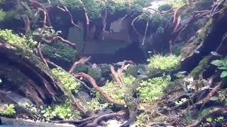 Cardinal Fish Aquarium