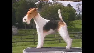 Fox Terrier Wire - AKC Dog breed series
