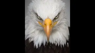 10 interesting facts about eagles