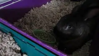 Samantha and the pellet dish