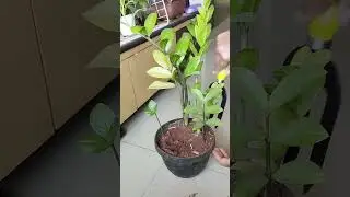 How To Fix | ZZ Plant leaves Yellow  | Video in Hindi