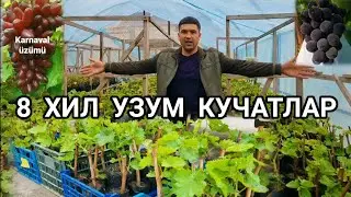 8  ХИЛ  ИШОНЧЛИ  УЗУМ  КУЧАТЛАРИ  СОТУДА  ШОШИЛАМИЗ..