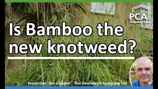 Is bamboo the new knotweed?