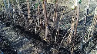 подготовка кустов малины к зиме