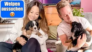 Das ist unser Welpe 😍 Perfekter Hund! Guten Charakter bei Züchterin aussuchen! Mamiseelen
