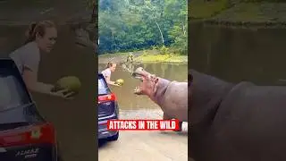 5 Craziest Animals People Met In The Wild