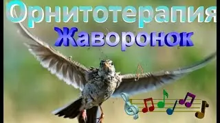 Орнитотерапия: жаворонок/Bird Therapy: Lark