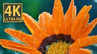 Bright Gazania in 4K video