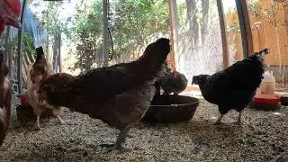 Backyard Chickens Fun Relaxing Continuous Video Sounds Noises Hens Clucking Roosters Crowing!