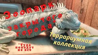 ЗООПАРК ЗАКРЫТОГО ГОРОДА. ТЕРРАРИУМНАЯ КОЛЛЕКЦИЯ. ЛЕТО 2021