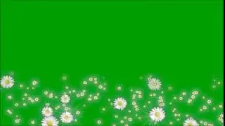 Flowers Green Screen Animation