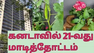 21 ஆவது மாடித்தோட்டம்|Garden tour|21st floor garden|Canada vlog|Galatta Family Canada