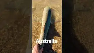 shark!! #australia #shark #sharks #shorts #short #subscribe #sub #youtube #subscribers #ocean #omg
