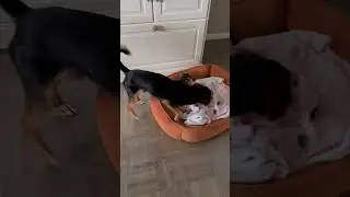 Вот такие игры 🐶🐕‍🦺😖