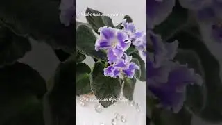 Фиалок много не бывает  