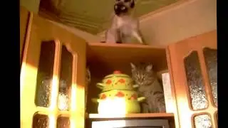 драка котов