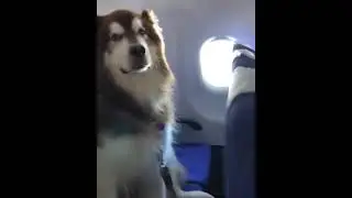 Cute Dog traveling in a plane