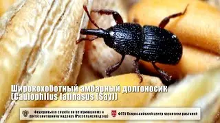 Широкохоботный амбарный долгоносик (Caulophilus latinasus (Say))