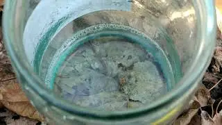 И Родина щедро, поила меня, Березовым соком, березовым соком