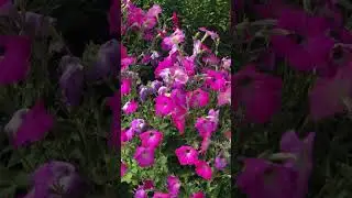 Моя дача и цветы
