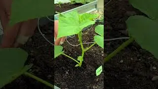 Защитите высаженную рассаду #огород #дача #рецепт