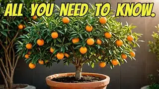 How to Plant a Mandarin Orange Tree in a Pot. Growing Tips & More.