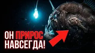 Why does a male anglerfish attach itself to a female?