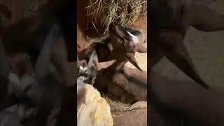 Идём к козюлькам, зима удивительная❤️ #козы #село