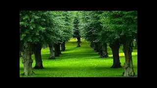 1HR Static Nature Relax In Beautiful Tree with Nature Sounds & Birds Signing
