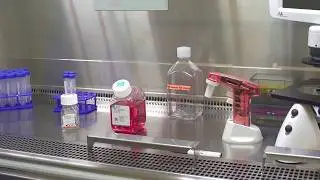 Aseptic Techniques: Cell Culture Basics
