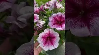 Звуки деревни и красота ☀️ 