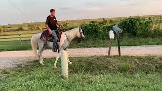 Trixie - Grey Arabian Paint Mare