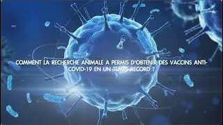 FRENCH VERSION: How Animal Research Led to Two COVID-19 Vaccines in Record Time