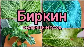 #Philodendron