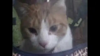 Cute Kitty Wants To Ride In Stroller