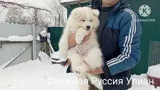 Снежная Руссия п-к Самоедов