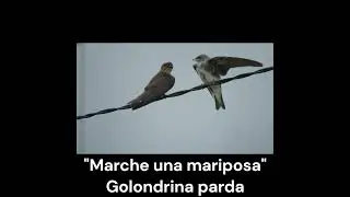 "Marche una mariposa".  #birds #avesdeargentina #Shorts