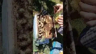 Вот почему нужно вовремя расширять пчел