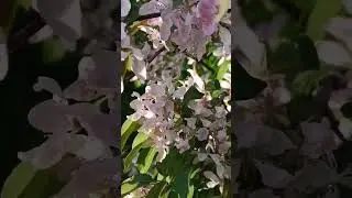 Прекрасная пора цветения