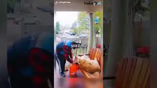 택배 기사가 너무 반가웠던 리트리버