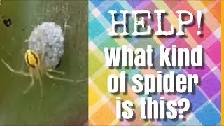 Hey! What kind of spider is this? Tiny gorgeous Mommie spider having babies!