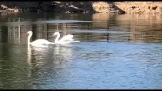 Лебеди