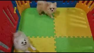 Cute Pomeranian Puppies