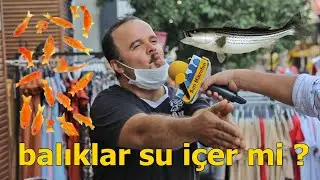 BALIKLAR SU İÇER Mİ ? - SARI MİKROFON