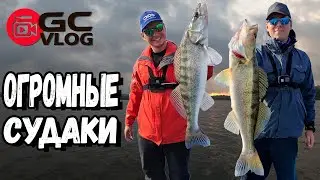 ОГРОМНЫЕ СУДАКИ клюют на метровой глубине. Рыбалка мечты! Спиннинг с лодки.