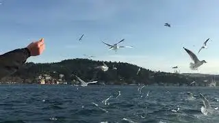 Istanbul Bosphorus Tour - Best Tours & Activities (Part 1)