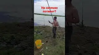 Огромный карась