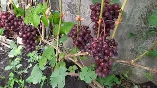 Супер Вишня и Надежда Ранняя - созревший очень ранний виноград!!!